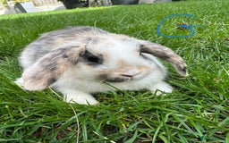 Mini Lop rabbits for sale: Mini Lop Male and Female Rabbits For Sale  - Image 7