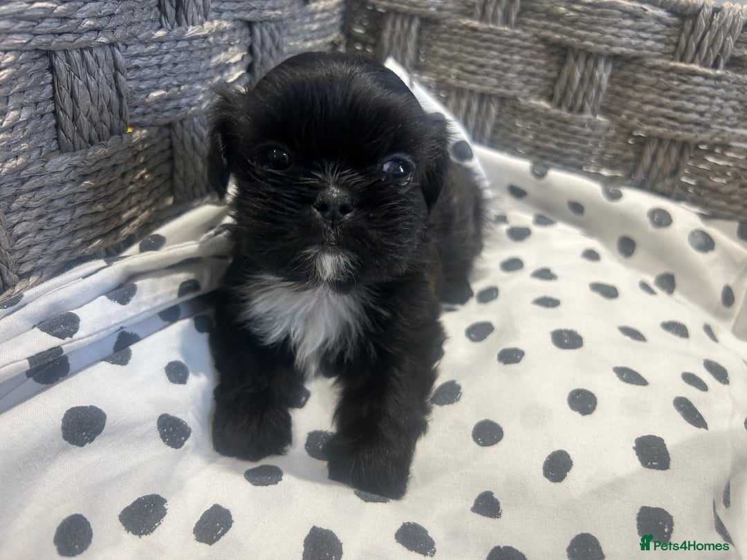 Shih Tzu dogs for sale: Litter of 5 Shih tzu puppys - Image 2