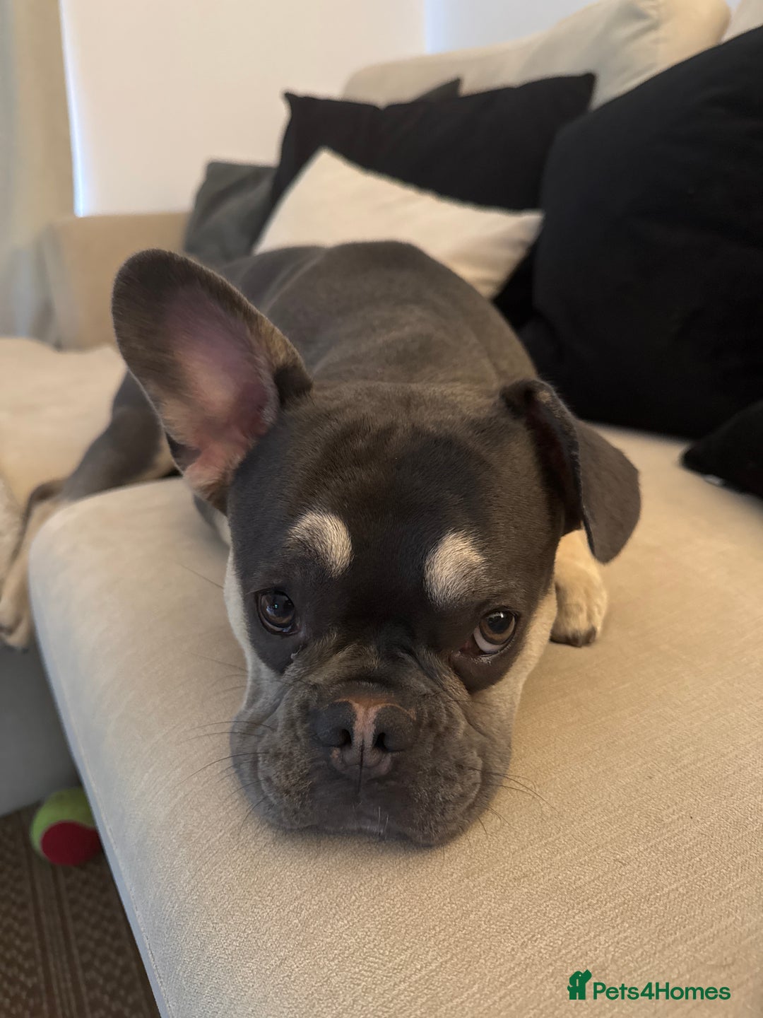 French Bulldog dogs for sale: Grey Male French Bulldog puppy 10 months - Image 5
