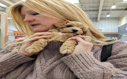 Maltipoo dogs for sale: MALTIPOO. Korean Maltese x Toy poodle.  4 boys - Image 5
