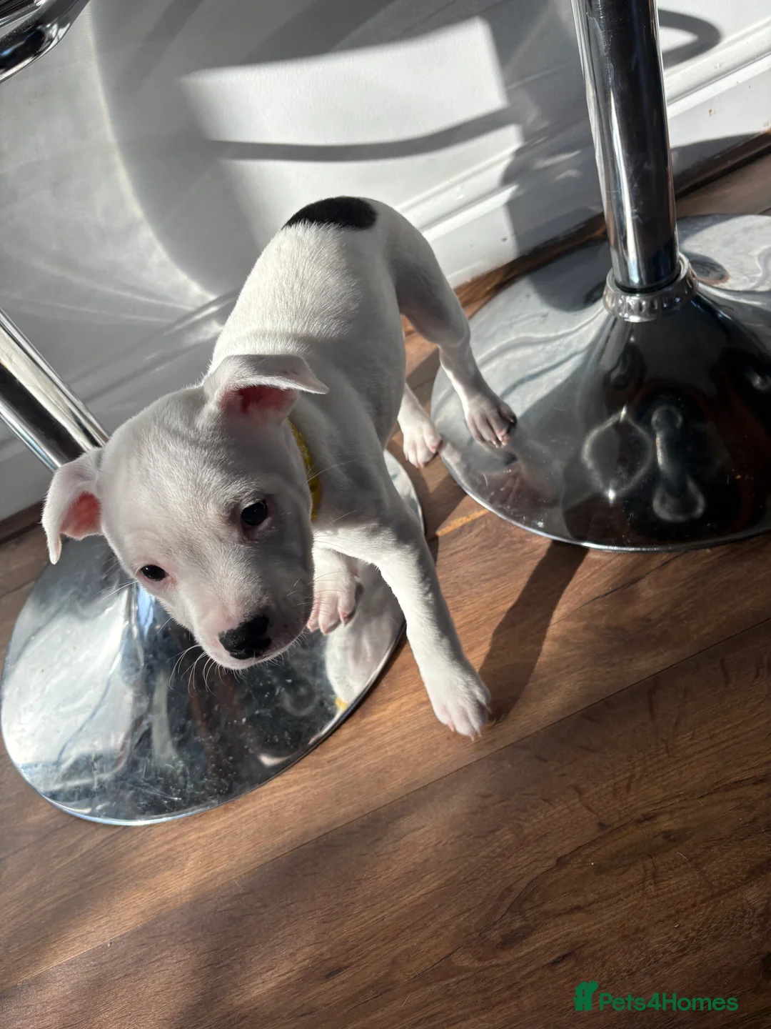 Staffordshire Bull Terrier dogs for sale: Staffordshire bull terrier girl - Advert 9