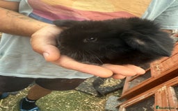 Mini Lop rabbits for sale: Mini lop - Image 14