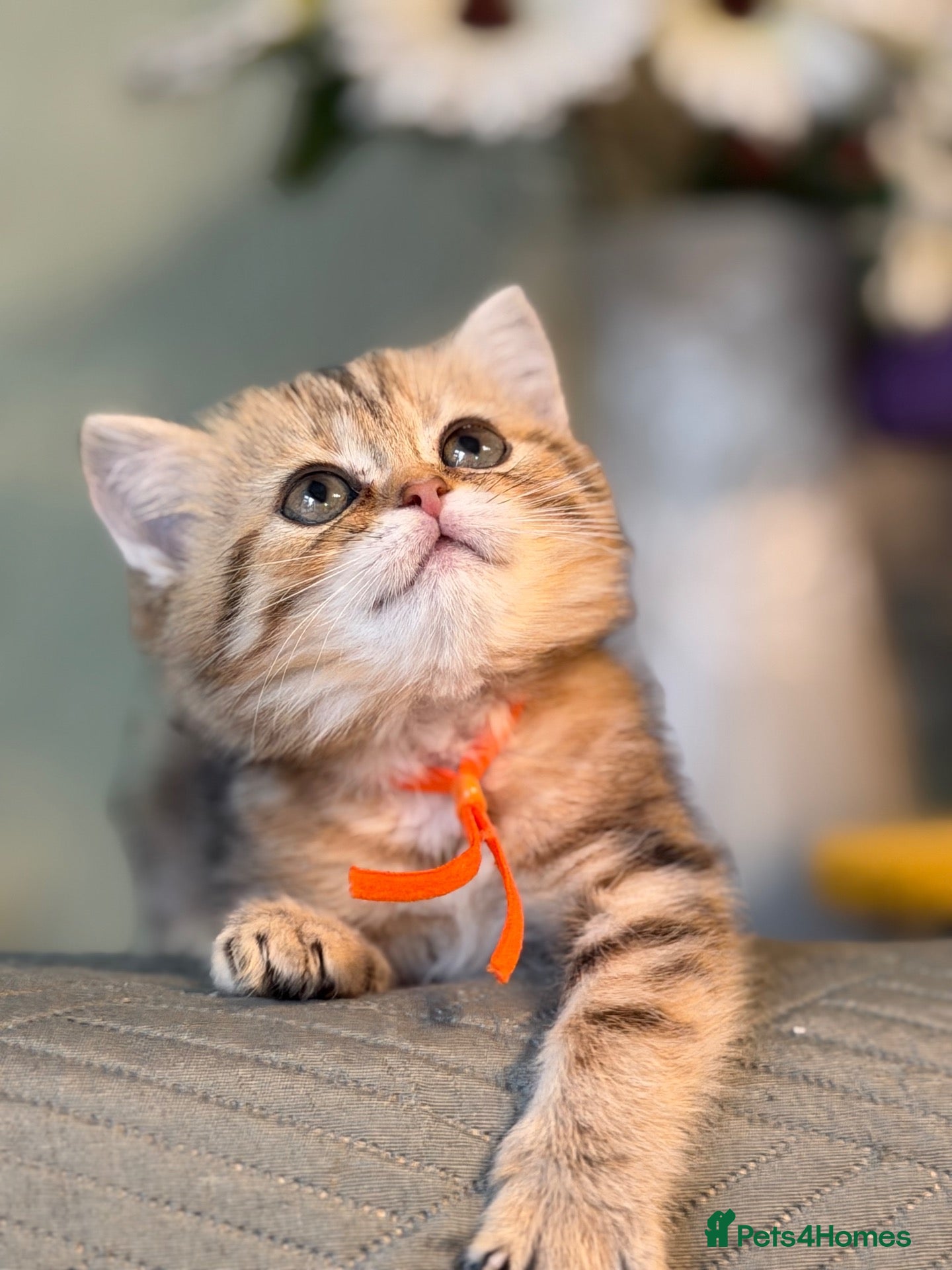 British Shorthair cats British sh/longhair odd/blue eyed golden kittens - Advert 3