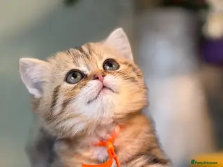 British Shorthair cats British sh/longhair odd/blue eyed golden kittens - Advert 3