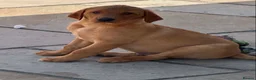 Labrador Retriever dogs for sale: KC Registered Labrador Puppies  - Advert 2
