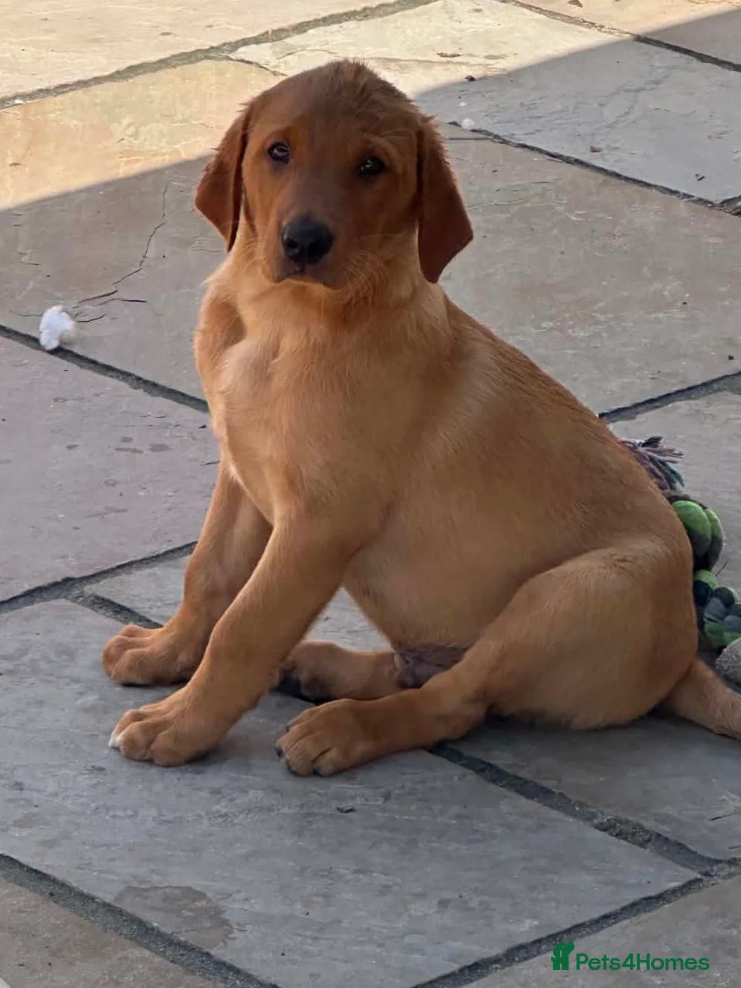 Labrador Retriever dogs for sale: KC Registered Labrador Puppies  - Advert 2