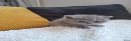 British Shorthair cats for sale:  100% Pedigree chunky BSH kittens - Advert 13