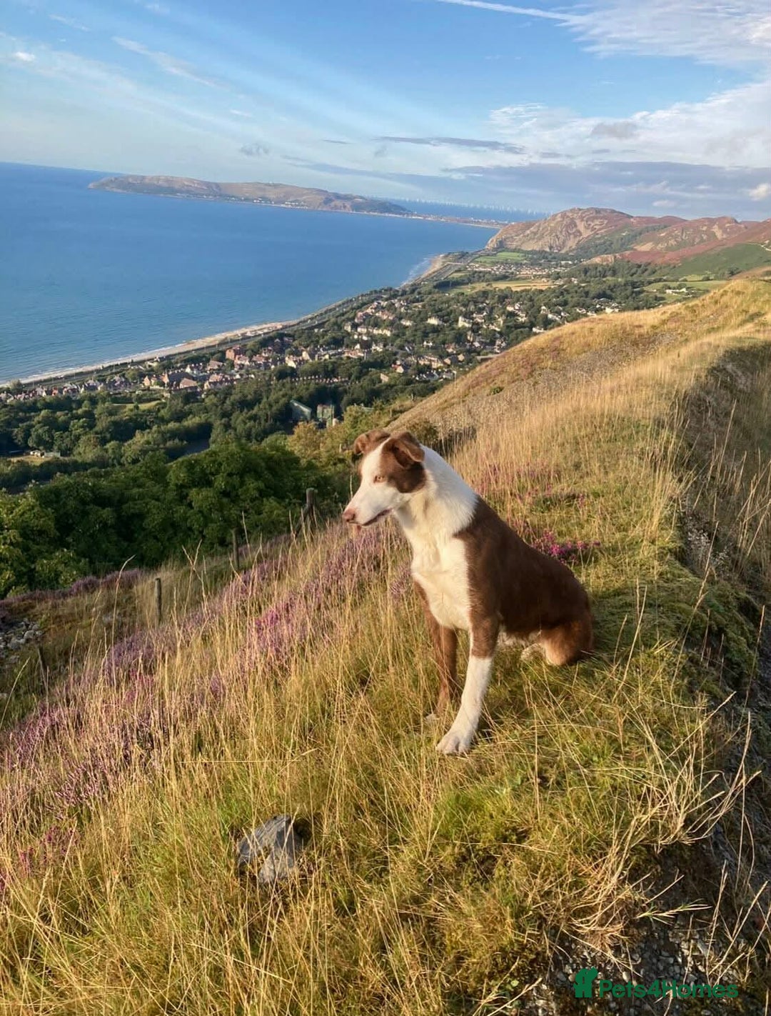 Border Collie dogs for sale: Brown,tan and white border collie pups for sale  - Advert 1
