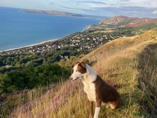 Border Collie dogs Brown,tan and white border collie pups for sale - Advert 1
