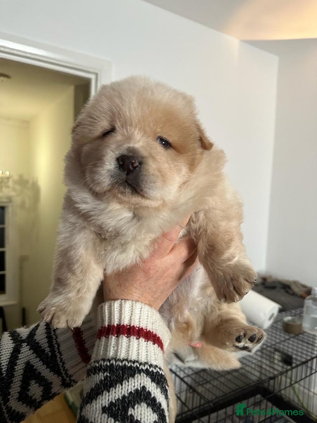 Chow Chow dogs for stud: Chow Chow Studs (Ragsbagsandbear Mating Services) - Advert 8