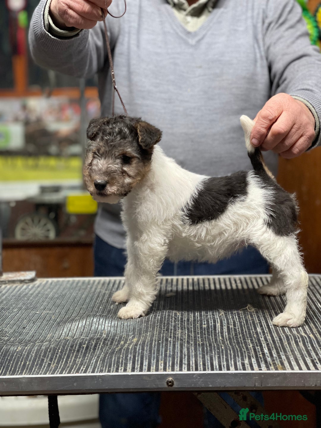 Fox Terrier dogs for sale: Beautiful Stunning Wire Fox Terrier Bitch Puppy  - Advert 3