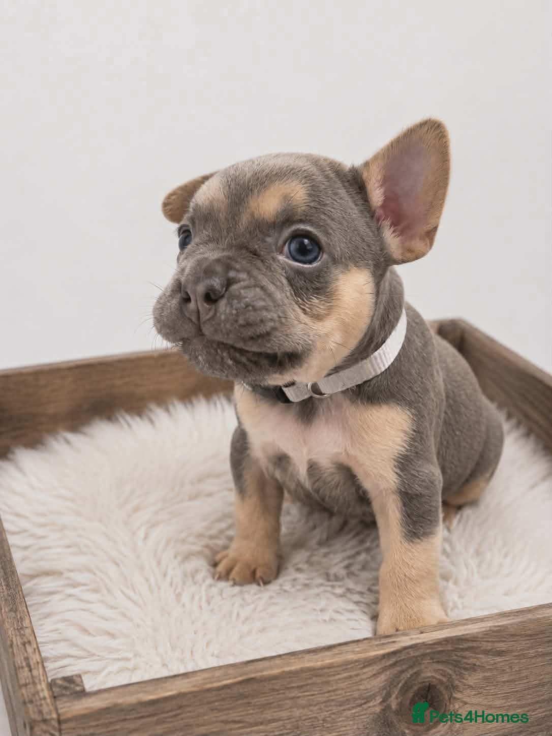 French Bulldog dogs 💥Stunning French Bulldog Puppies💥 - Advert 2
