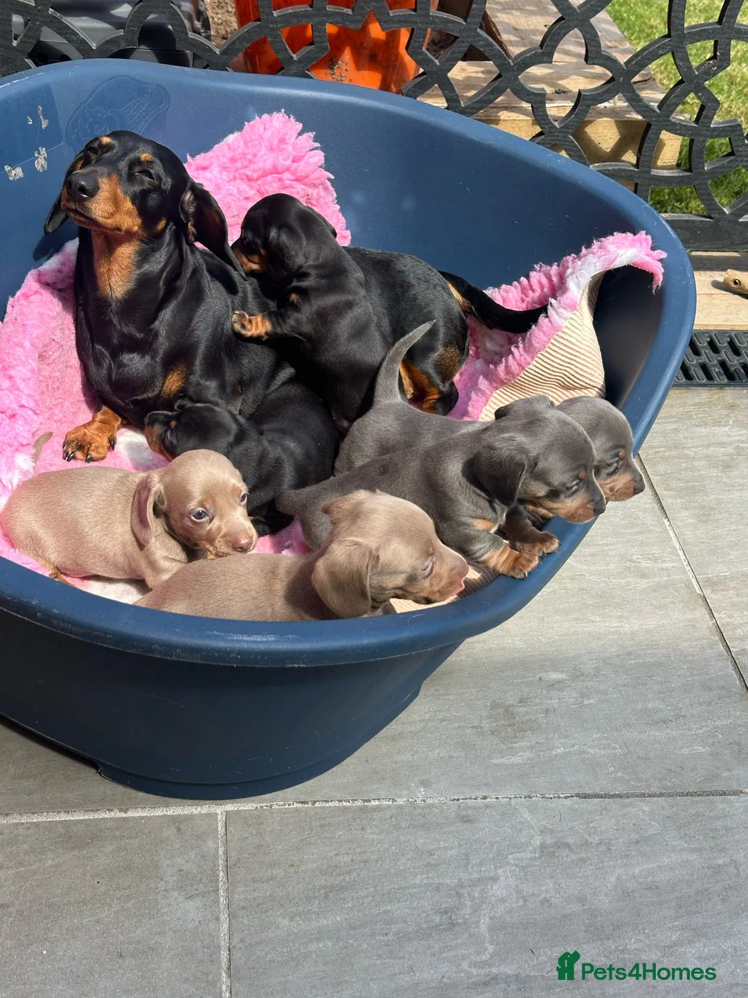 Miniature Dachshund dogs for stud: For stud my boy Dinky  in Alfreton - Advert 31