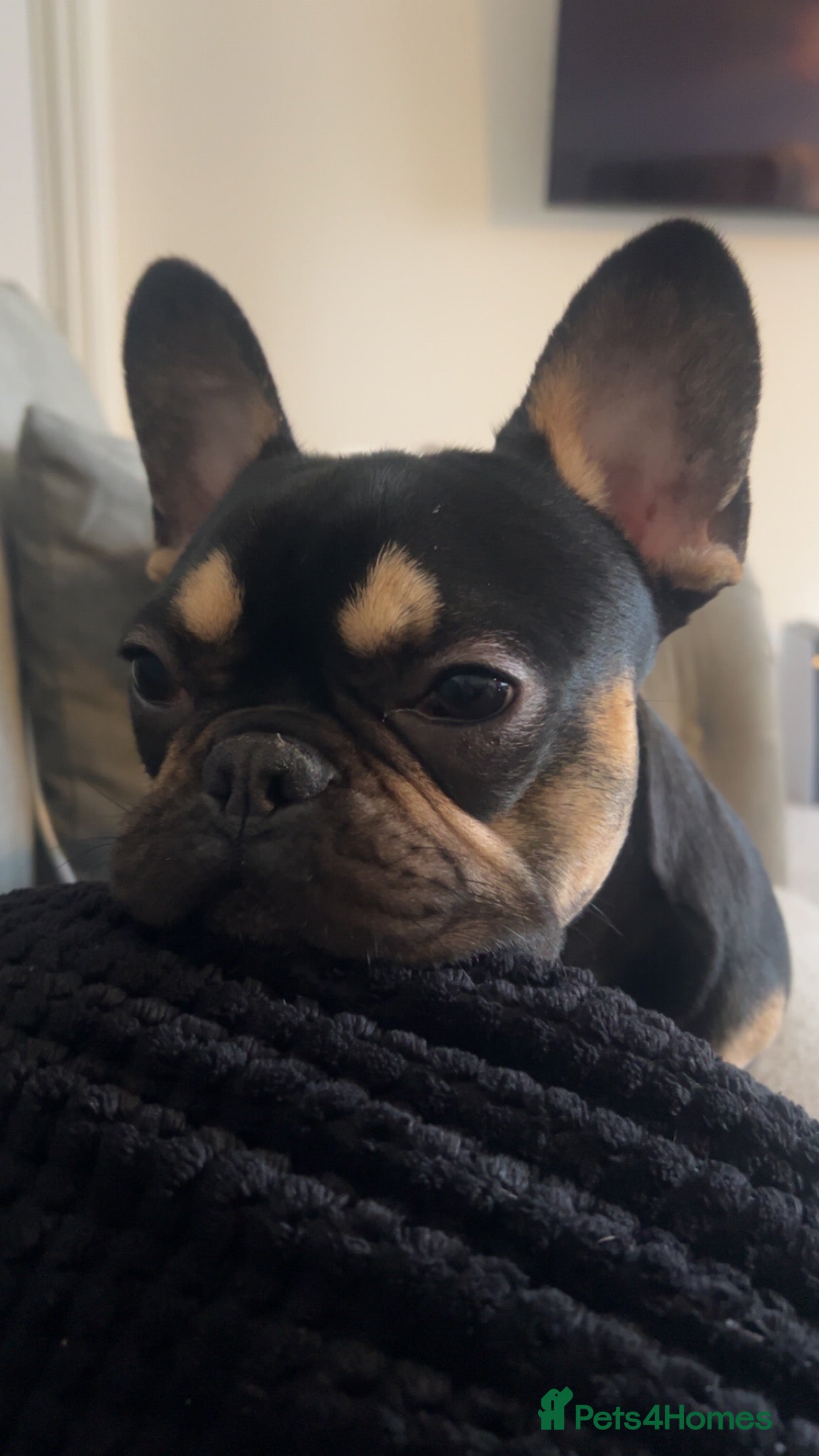 French Bulldog dogs French bulldog needs a new home - Advert 4