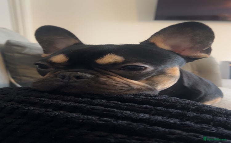 French Bulldog dogs - Advert 2