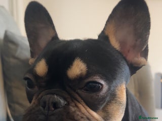 French Bulldog dogs - Advert 1