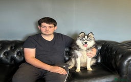 Pomsky dogs for sale: perfect husky markings Pomsky puppies for sale - Image 16