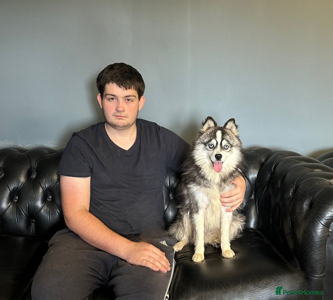 Pomsky dogs for sale: perfect husky markings Pomsky puppies for sale - Image 16