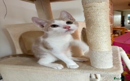 Mixed Breed cats for sale: Beautiful beige and white kitten. Ready to go.  - Image 2