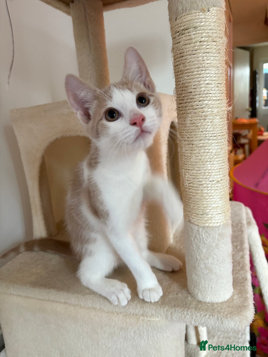 Mixed Breed cats for sale: Beautiful beige and white kitten. Ready to go.  - Image 2