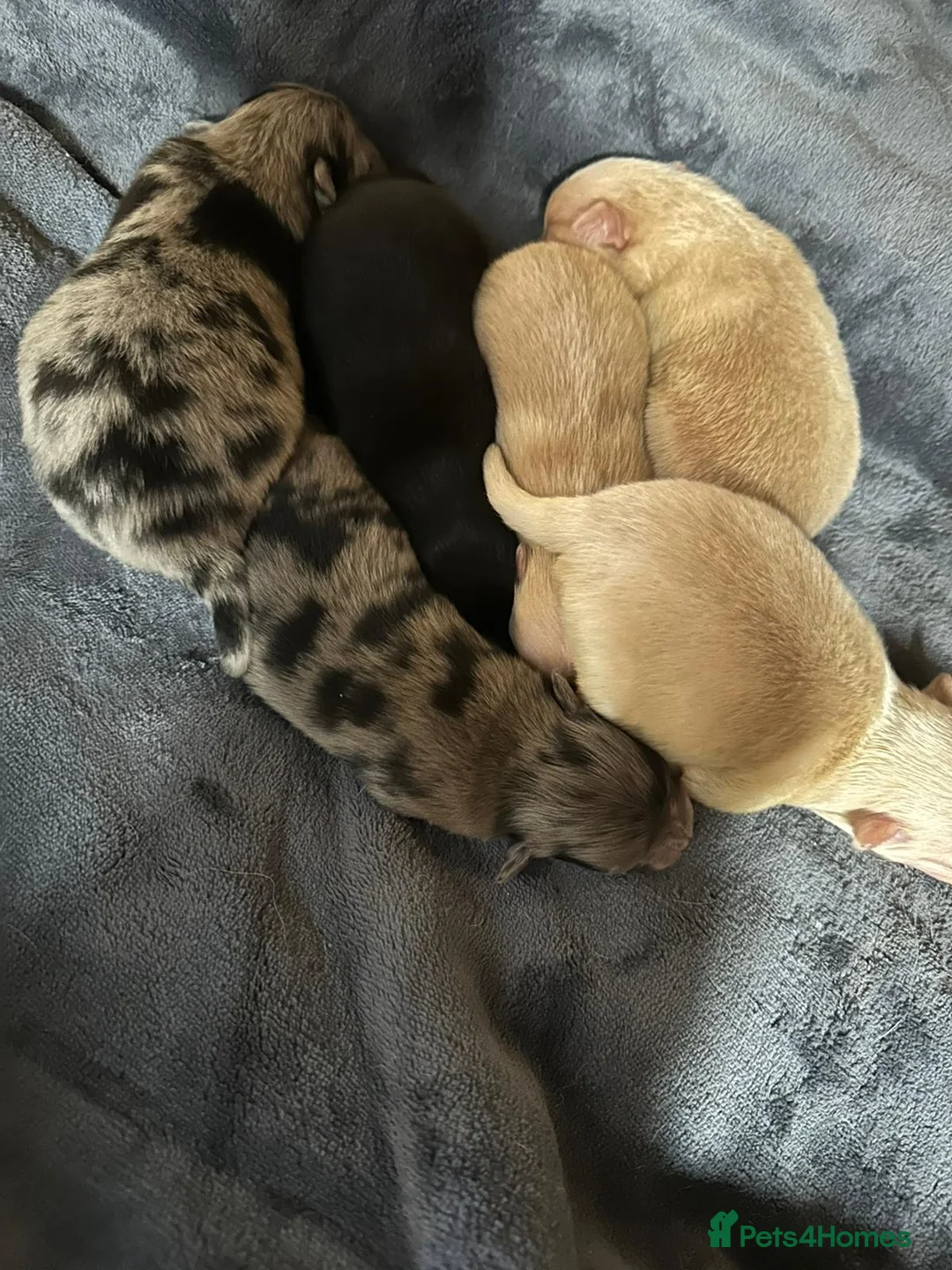 Pomeranian dogs for stud: Blue Merle pomeranian for stud in Houghton le Spring - Advert 5