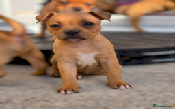 Staffordshire Bull Terrier dogs for sale: !READY NOW! KC Reg Quality Red Staffy Puppies  - Image 17