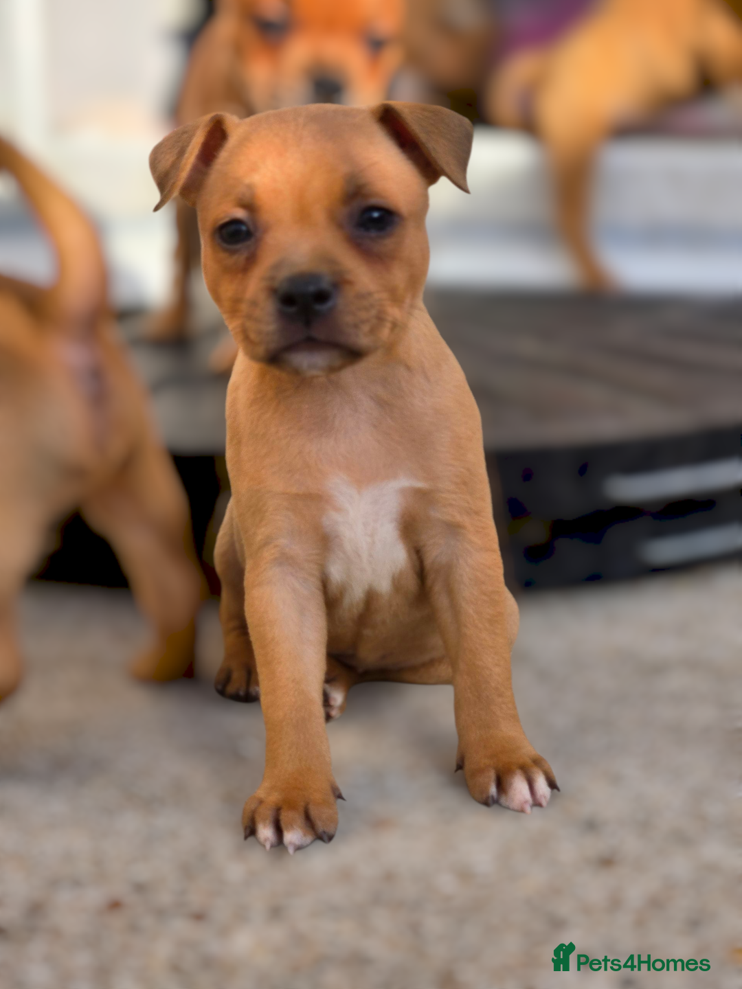 Staffordshire Bull Terrier dogs for sale: !READY NOW! KC Reg Quality Red Staffy Puppies  - Image 17