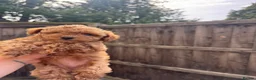 Toy Poodle dogs for sale: Asian Toy Poodle Puppies – Only 2 Available 🐩✨ - Advert 6