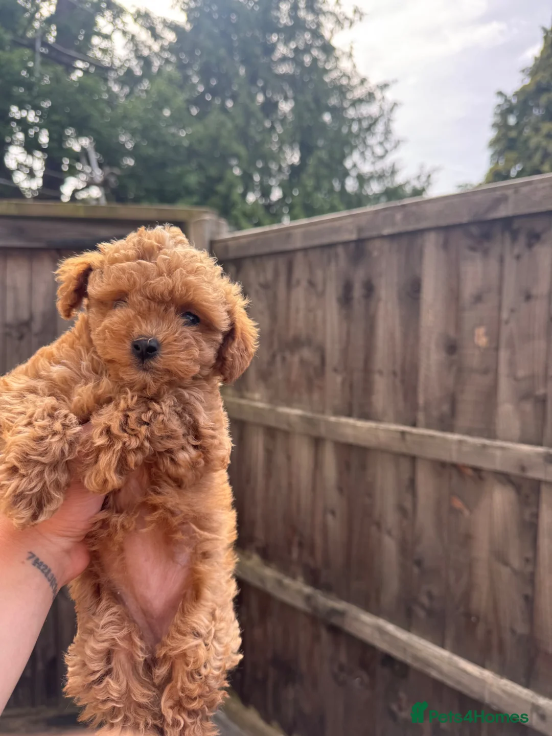 Toy Poodle dogs for sale: Last 2 Asian Toy Poodle Puppies – Ready Now ❤️ - Advert 1