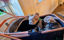 French Bulldog dogs for sale: Big Rope, Big Rope Fluffy & French Bullg - Advert 25