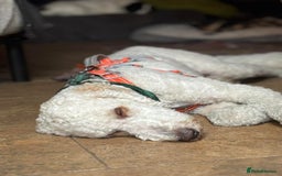 Goldendoodle dogs for adoption: Hamish – Ready for His Forever Home - Image 4