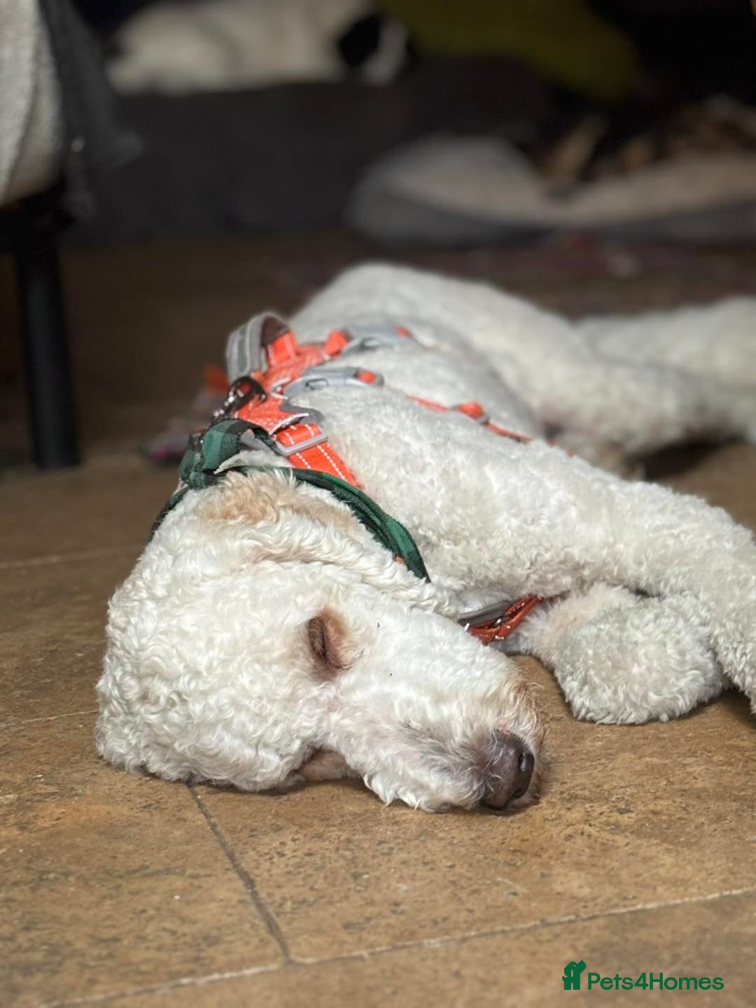 Goldendoodle dogs for adoption: Hamish – Ready for His Forever Home - Image 4