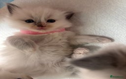 Ragdoll cats for sale: Ragdoll Kittens  - Image 9