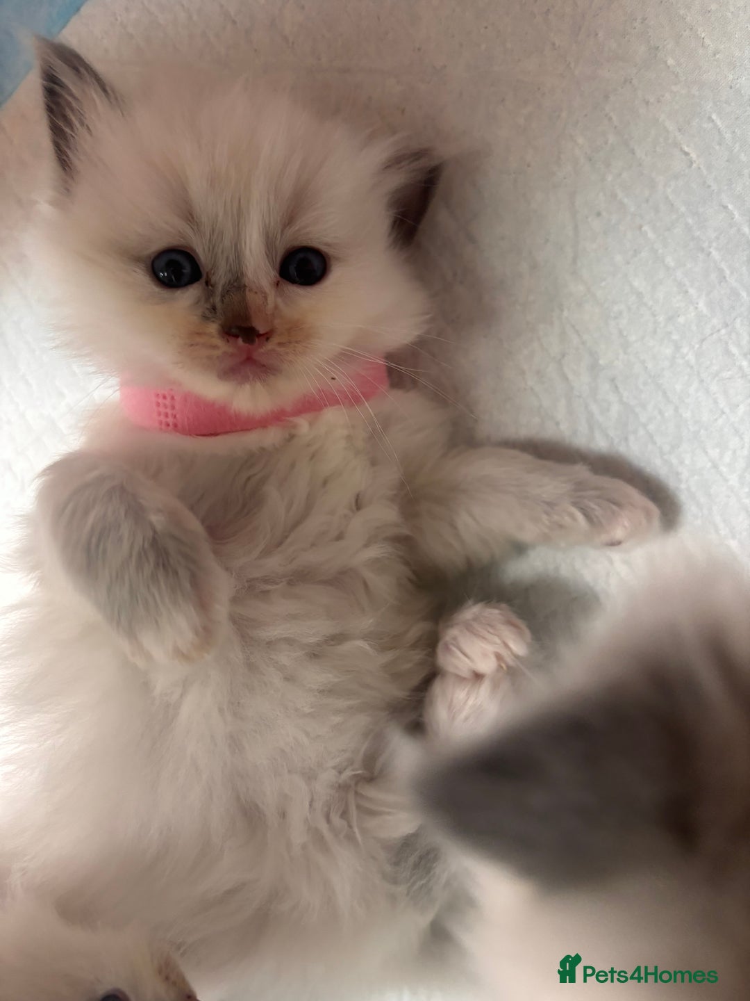 Ragdoll cats for sale: Ragdoll Kittens  - Image 9