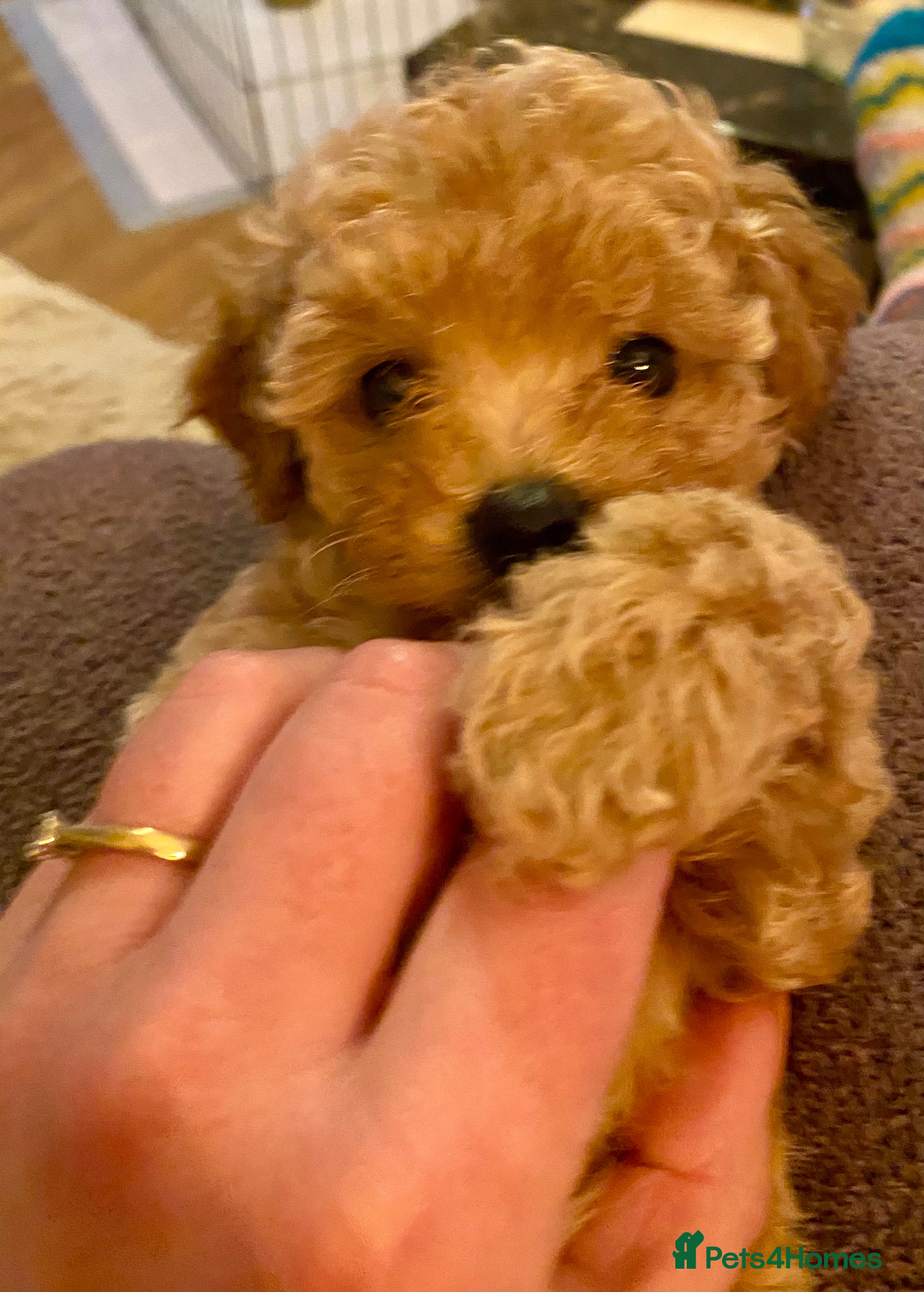 Poochon dogs ♥️RARE Tiny Asian Toy poodle Xx Toy Poochon ♥️ - Advert 1