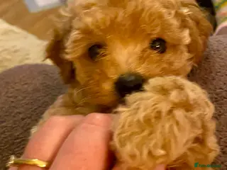 Poochon dogs ♥️RARE Tiny Asian Toy poodle Xx Toy Poochon ♥️ - Advert 1