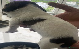 English Springer Spaniel dogs for sale: Beautiful Springer Spaniel working line - Advert 21