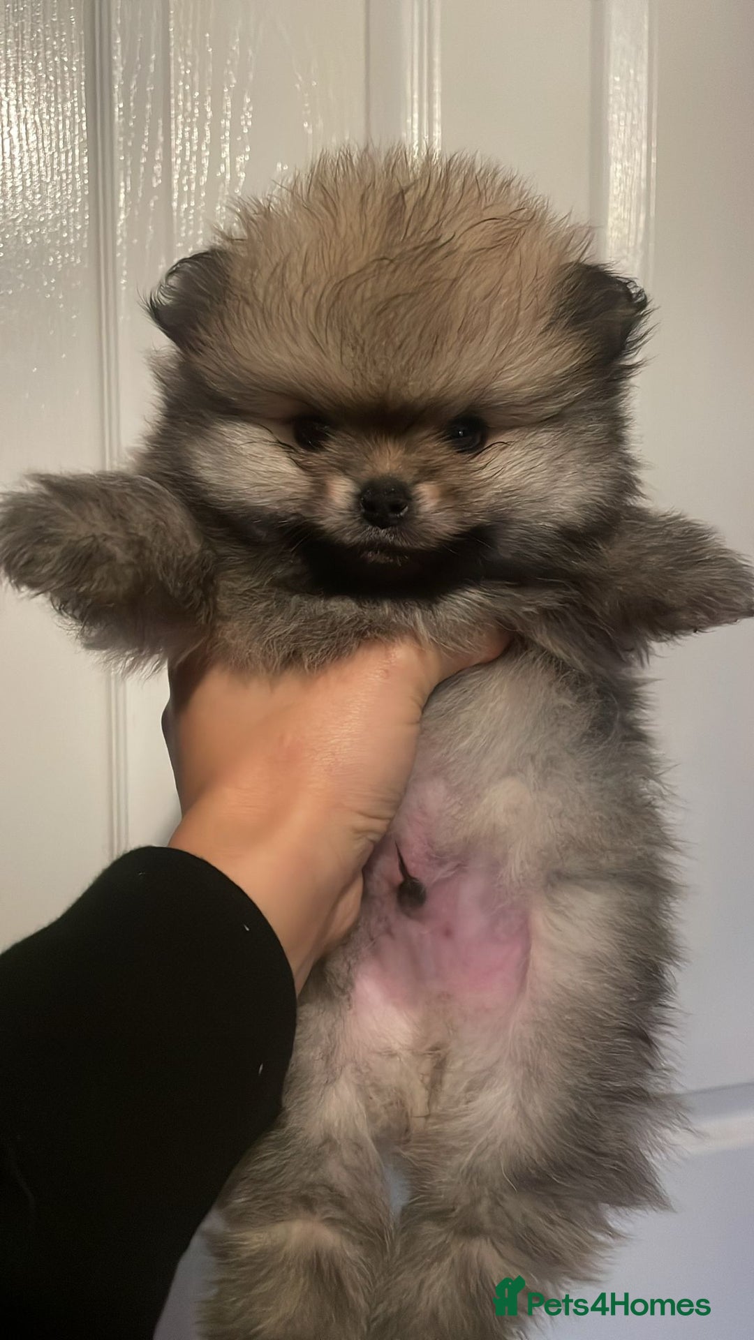 Pomeranian dogs for sale: RARE colour CHAMPION line Pomeranian puppy Pup - Advert 6