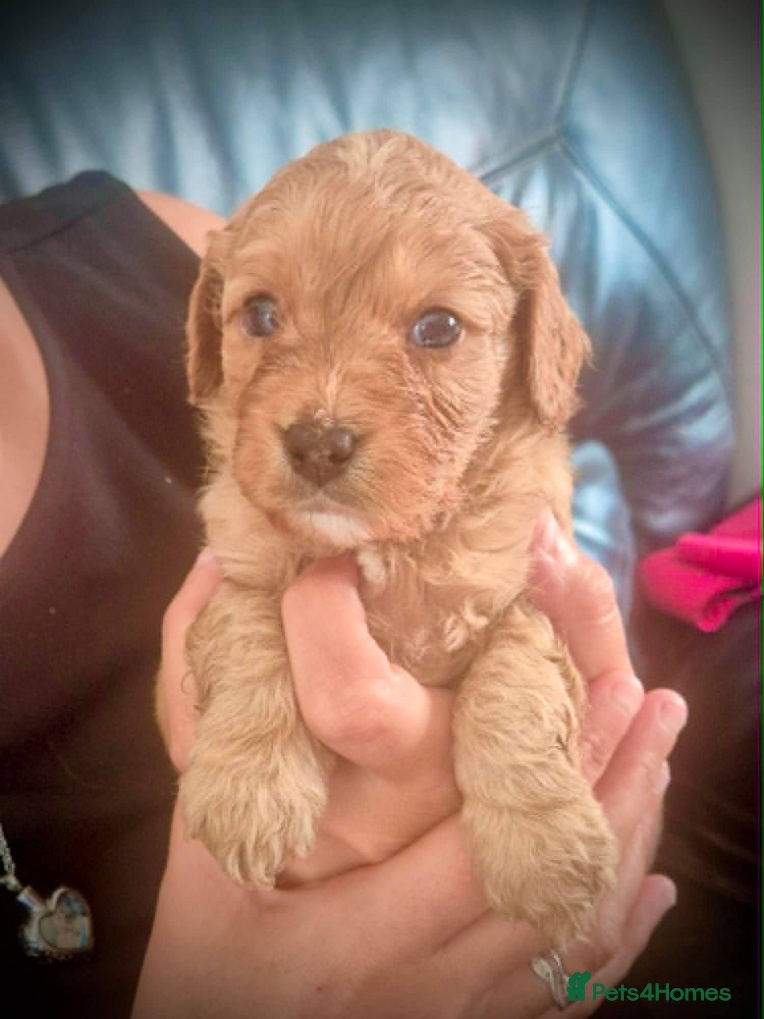 Cavapoo dogs 💚 Gorgeous F1 boy ready 27th of June💚 - Advert 1