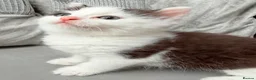Mixed Breed cats for sale: Adorable male kitten - Advert 7