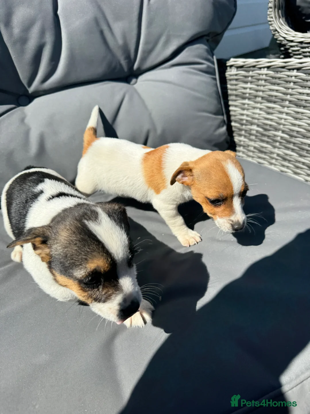 Jack Russell dogs for sale: Jack Russell puppies traditional type in Halstead - Advert 6