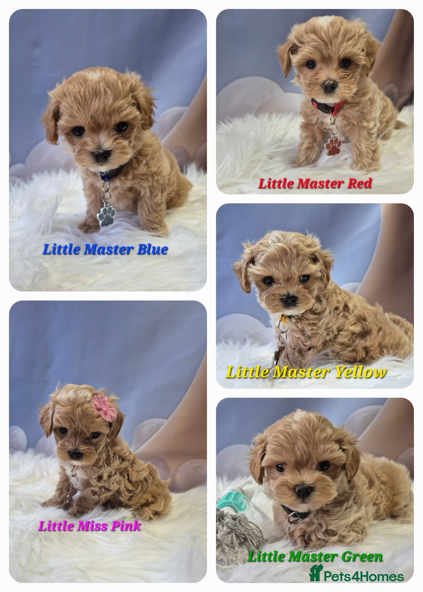 Maltipoo dogs Stunning Toy Asian & Korean F1 Maltipoo Apricot - Advert 1