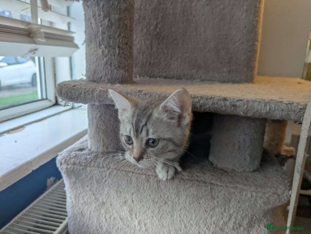 Mixed Breed cats for sale:  Beautiful British Shorthair Cross Ragdoll kittens - Advert 10