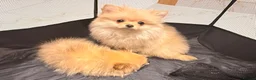 Pomeranian dogs for sale: 2 beautiful Pomeranian puppies - Advert 17