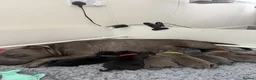Staffordshire Bull Terrier dogs for sale: Adorable Staffordshire Bull Terrier Puppies. - Advert 2