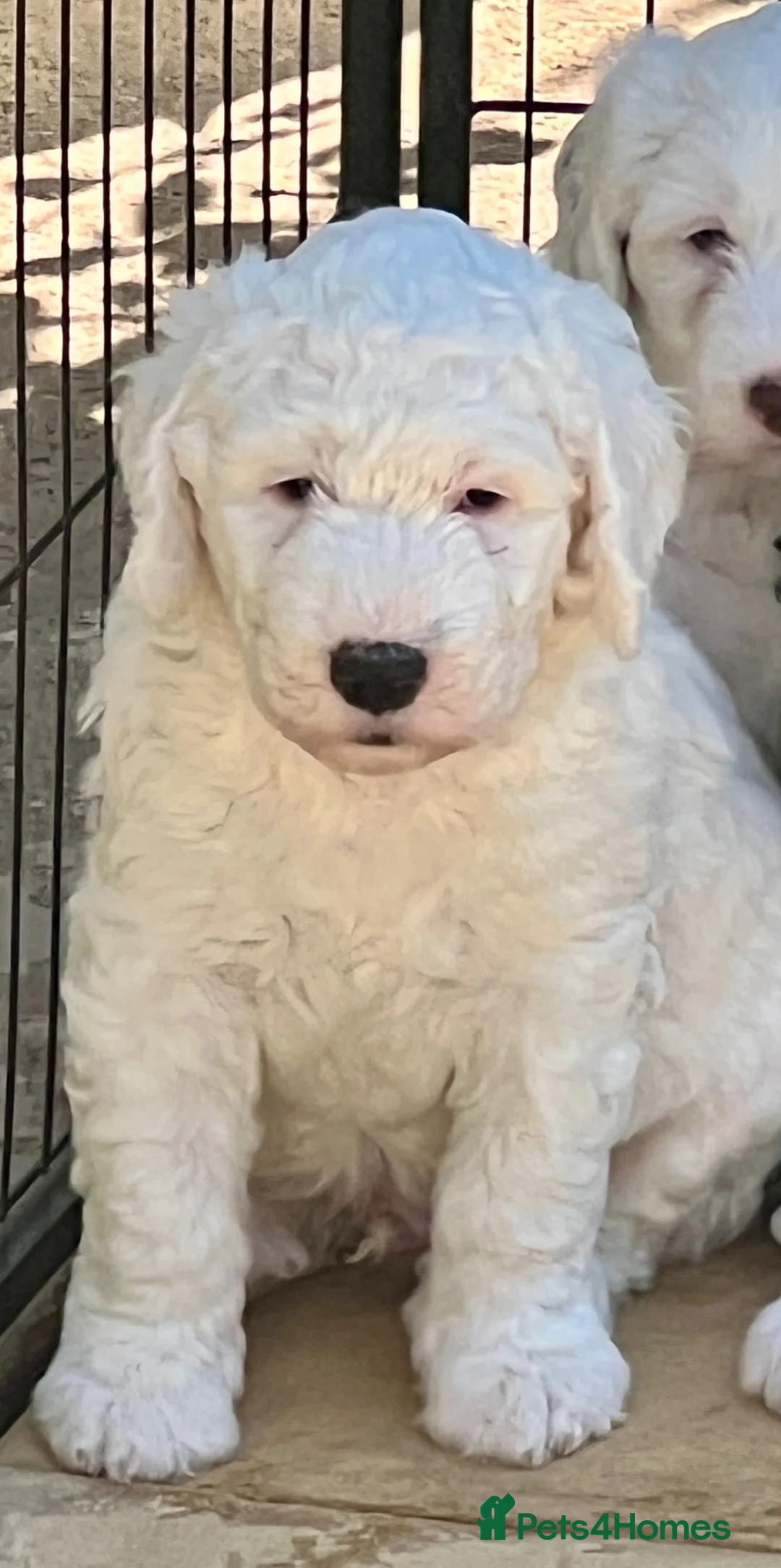 Sheepadoodle dogs for sale: Last boy available only due to timewaster.  - Advert 1