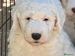 Sheepadoodle dogs Sheepadoodle Last Beautiful Boy Available. - Advert 12