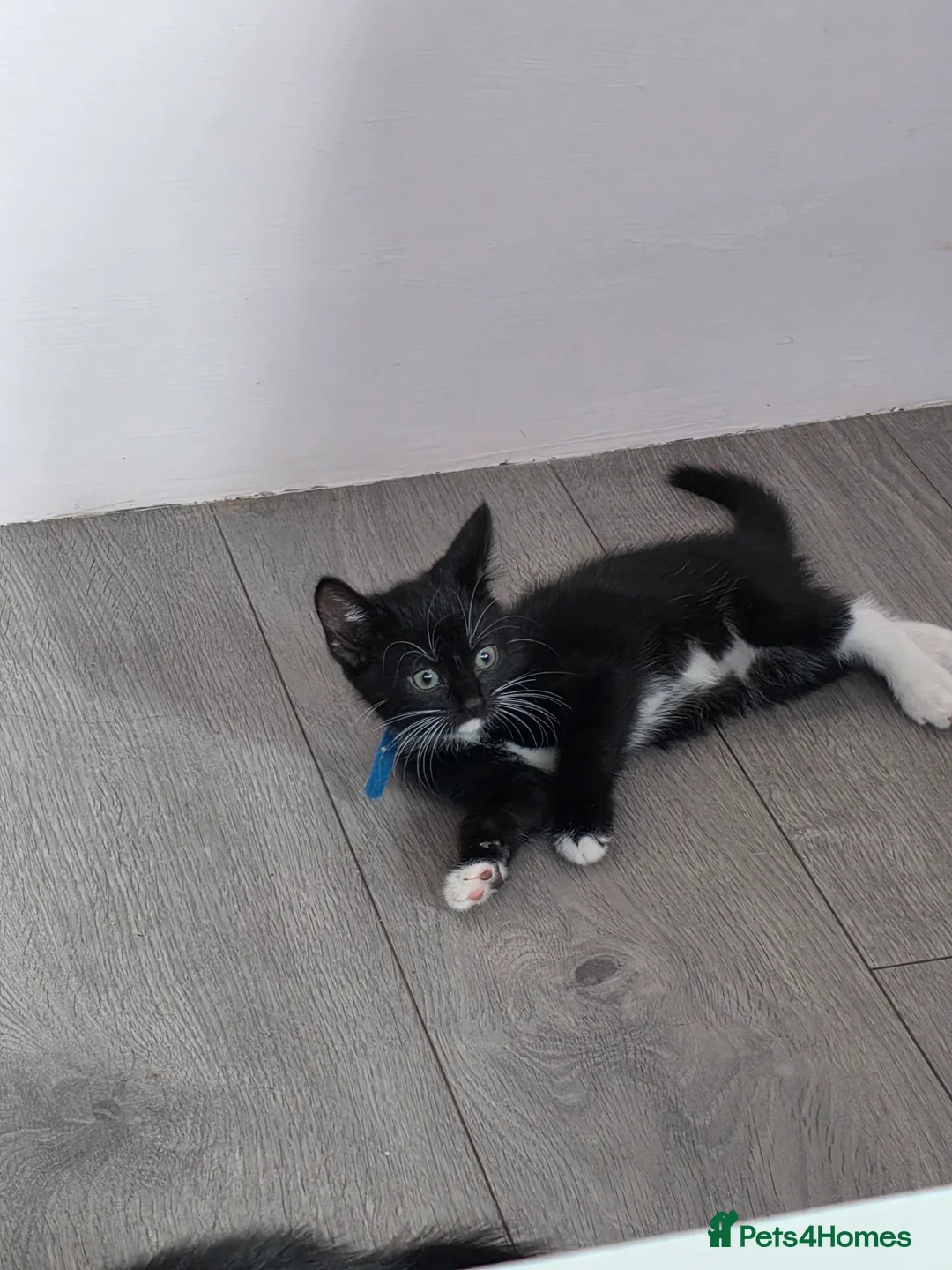 Mixed Breed cats for sale: 3 Boy Kittens Available  - Advert 14