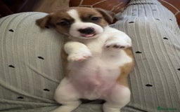 Jack Chi dogs for sale: Jack-chi puppies - Advert 11