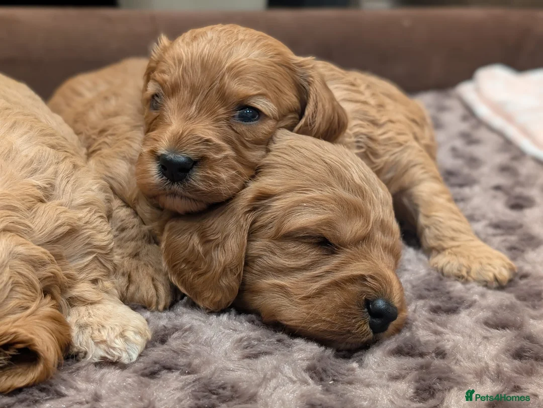 Cavalier King Charles Spaniel dogs for stud: STUNNING KC REG/DNA/HEART TESTED KING CHARLES CAV - Advert 7